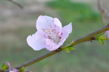 Beautiful Pink Peach Blossoms in a Garden, Pink Peach Flowers Blooming on Peach Tree, Beautiful...