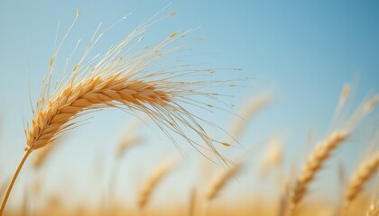 Obraz premium A close-up of golden wheat stalks gently swaying in the breeze, set against a clear blue sky, symbolizing agriculture, growth, and nature's abundance