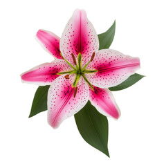 Naklejka premium Beautiful Pink Lily Blossom with Green Leaves on White Isolated on transparent background