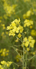 Mustard flower field is full blooming, yellow mustard field landscape industry of agriculture, mustard flowers closeup photo, Oil seed crop cultivation in Pakistan, Full Blooming Yellow Mustard Flo Dw