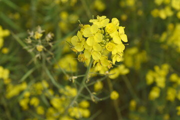 Mustard flower field is full blooming, yellow mustard field landscape industry of agriculture, mustard flowers closeup photo, Oil seed crop cultivation in Pakistan, Full Blooming Yellow Mustard Flo Dw