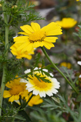 Bright Yellow Crown Daisy, Close-up of a Bright yellow crown daisy flower, blooming in nature, Close-up shot of beautiful yellow Crown Daisy flower (Chrysanthemum coronarium), Crown Daisy,