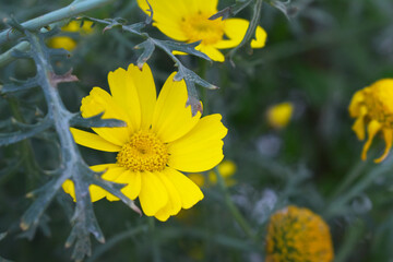 Bright Yellow Crown Daisy, Close-up of a Bright yellow crown daisy flower, blooming in nature,...