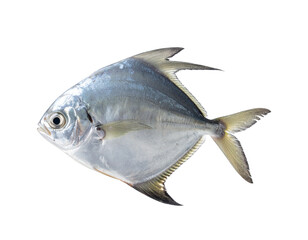 Obraz premium Sea pomfret floating in the air, PNG