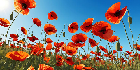 Obraz premium Colorful Poppy Landscape with Blue Sky and Sunshine