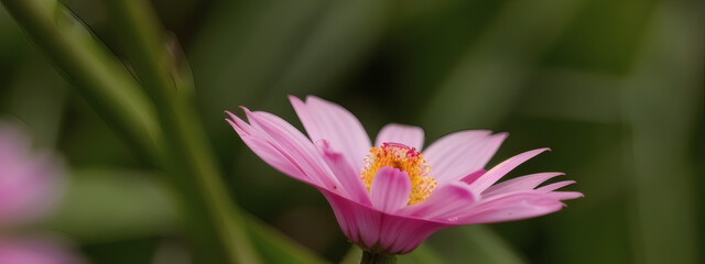 Fototapeta premium Close-Up View of a Flower in Full Bloom with Delicate Petals and Natural Light