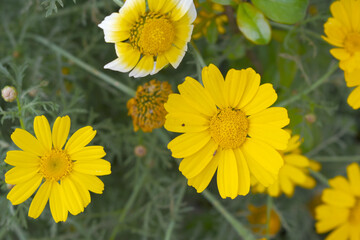 Bright Yellow Crown Daisy, Close-up of a Bright yellow crown daisy flower, blooming in nature, Close-up shot of beautiful yellow Crown Daisy flower (Chrysanthemum coronarium), Crown Daisy,