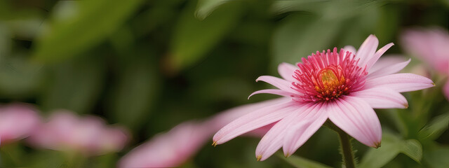 Obraz premium Macro Photography of Blooming Flower Petals with Natural Soft Focus