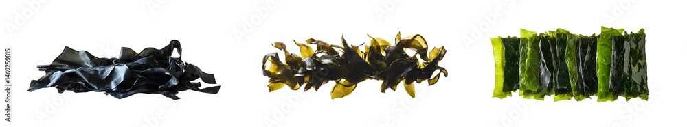 Poster set of edible seaweed varieties displayed in different natural forms isolated on transparent backgro