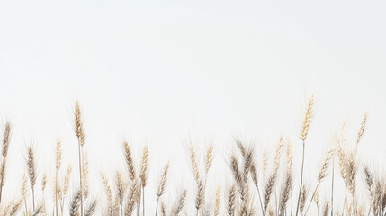 Ears of wheat isolated on white background 