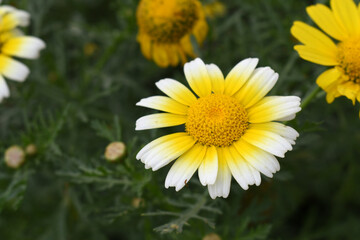 White Yellow Crown Daisy, Close-up of a white and yellow crown daisy flower, blooming in nature,...