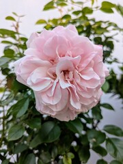 Obraz premium pink roses in a garden