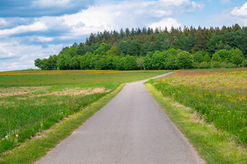 Road through meadow, field and forest in spring, green trees, walking path or trail through...