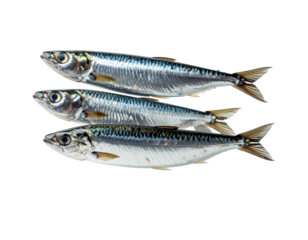 sardines floating PNG