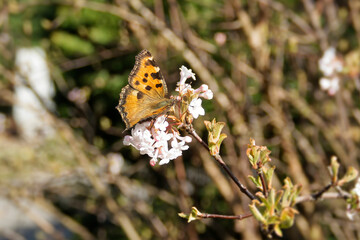 Large tortoiseshell (Nymphalis polychloros) butterfly perched on a white flower in Zurich, Switzerland