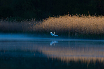 White Egret at Sunrise on a Misty Lake â€“ Peaceful Landscape with Reeds and Golden Light
