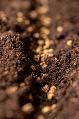 beet seeds in fertile soil with peat , land mixed with peat in which red beet seeds are planted close up