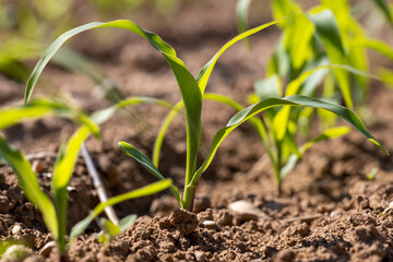 sweet corn in the field on a sunny day, the new shoots of young corn in the field are illuminated by sunlight from behind