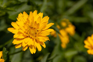 beautiful yellow flowers in spring, yellow flowers in sunny weather during flowering
