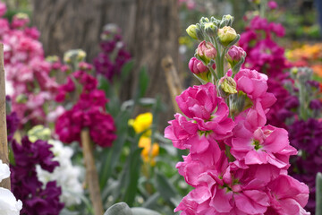 Pink Hoary Stock, Pink Hoary Stock or Matthiola Incana is a member of the Brassicaceae family of flowering plants. It's also commonly known as Brompton Stock, Common Stock, Pink flower in garden