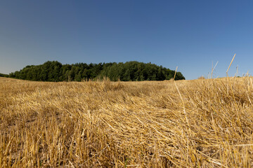 Fototapeta premium a monocultural field after harvesting grain with dry, sharp wheat stalks sticking out at the ground, a forest is near the field