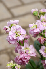 Pink Hoary Stock, Pink Hoary Stock or Matthiola Incana is a member of the Brassicaceae family of flowering plants. It's also commonly known as Brompton Stock, Common Stock, Pink flower in garden