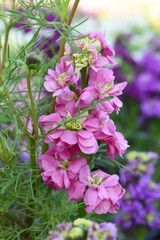 Pink Hoary Stock, Pink Hoary Stock or Matthiola Incana is a member of the Brassicaceae family of flowering plants. It's also commonly known as Brompton Stock, Common Stock, Pink flower in garden