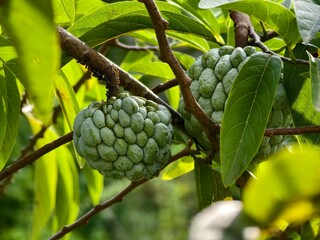 srikaya or Annona squamosa fruit with blurred background