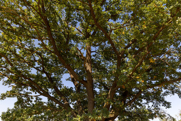 a tall oak with large branches and green foliage in clear sunny weather, view from below