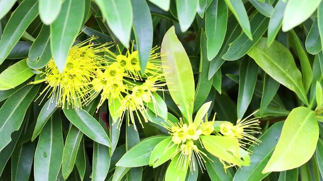 Vibrant Xanthostemon Blossoms in Coffs Harbour Garden