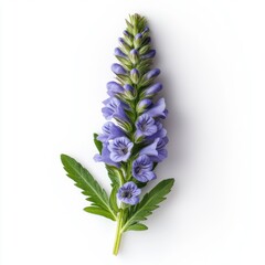Blue Veronica Flower Spikes On White Background