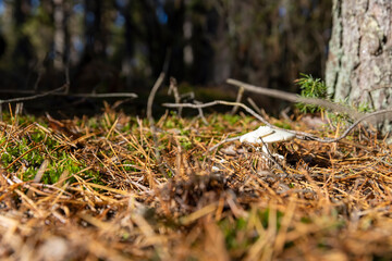 poisonous mushroom that is dangerous to health and life in the autumn forest