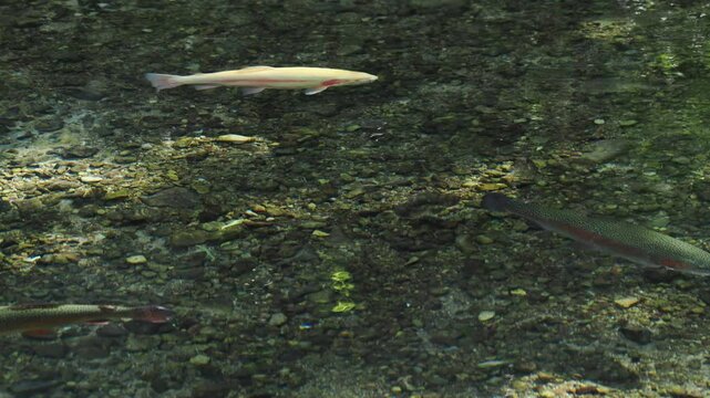 澄んだ水の中を泳ぐニジマス 5倍スローモーション