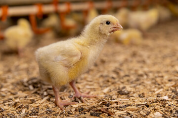 chicken chicks about three days old in yellow fluff in the poultry farm building, close up
