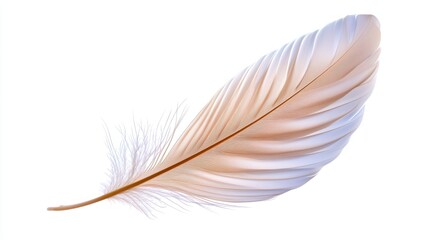 Fototapeta premium A transparent background with a delicate feather or leaf, gently floating to showcase its fine details and natural texture.