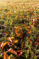the foliage of trees on the ground after leaf fall in sunny weather close up