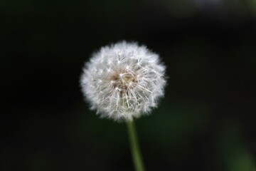 Dandelion on a dark background. Blooming dandelion ball, macro details of the flower, close-up bokeh