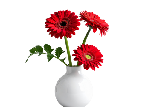 Pair of Red Gerbera Daisies in Minimalist White Vase, PNG Isolated