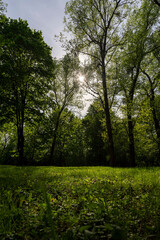 Obraz premium calm landscape in the park with green grass and green foliage of maple trees, warm summer weather in the park, side view