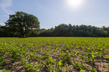 corn sprouts near the forest and a lonely oak tree, summer in a field with green corn, agriculture, landscape photography