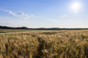 rye field during sunset, a large number of rye ears in a field against a sky with yellow hues at sunset