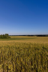 field with a yellow wheat at sunset, a field with cereals and a forest at the edge of the field with various trees in eastern Europe