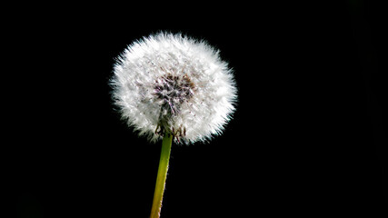 dandelion on black