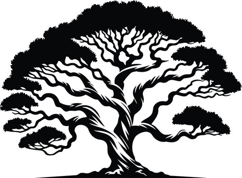 Madrone tree silhouette