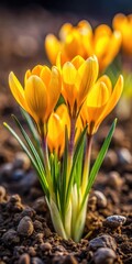 Fototapeta premium Bright yellow crocuses pushing through the earth's surface
