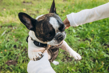 French bulldog takes stick from owner and chews it. dog learns commands