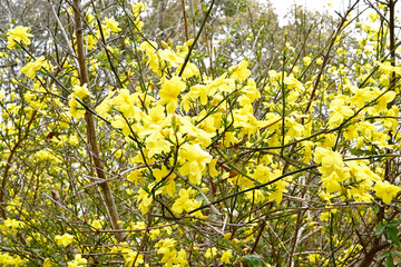 明石公園の桜まつり