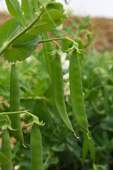 Green peas grow in the garden Beautiful close up of green fresh peas and pea pods. Healthy food, Bush of sweet pea with ripe pods cultivated on vegetable garden, green peas closeup in nature, Pakistan