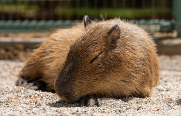 気持ちよさそうに眠るカピバラ