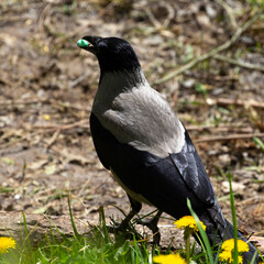 A gray crow holds an object unfamiliar to it in its beak. The crows bring the shiny objects they find to the person who feeds them.